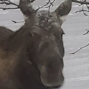 Meet your Posher, Paula